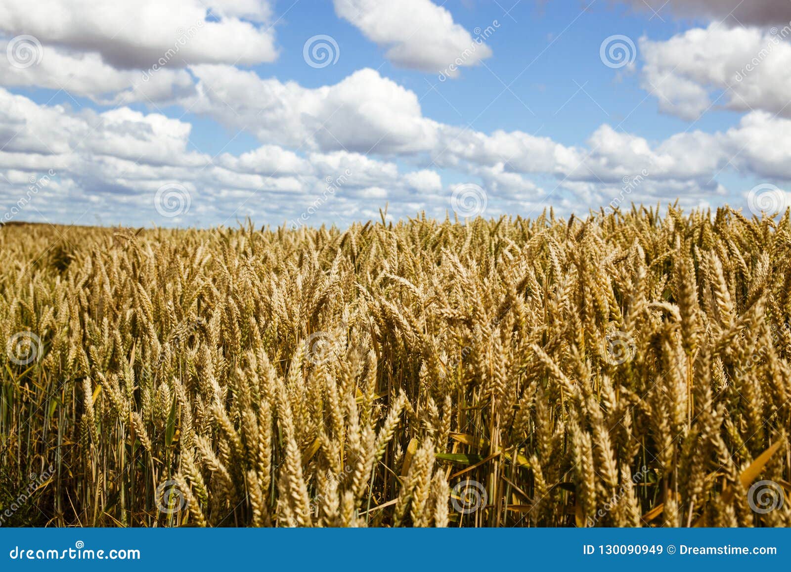 field of grain
